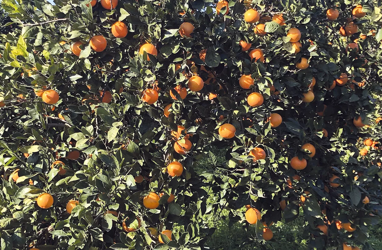 Huile essentielle Oranger doux zeste, Bio Lumiflor - EXPERTS HUILES  ESSENTIELLES